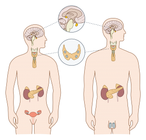 Endocrine System diagram https://creativecommons.org/licenses/by-sa/4.0/deed.en