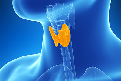 Endocrine disorders, image courtesy of National Institute of Diabetes and Digestive and Kidney Diseases (NIDDK).